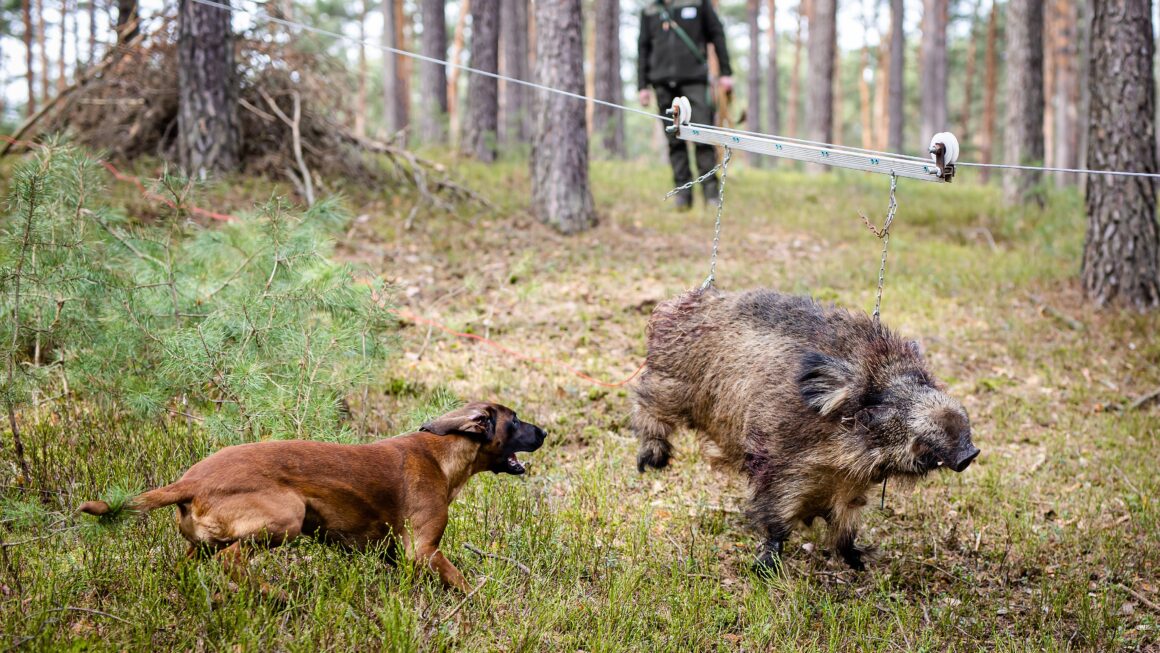 WARSZTATY DLA PRZEWODNIKÓW POSOKOWCÓW I TROPOWCÓW Żary, 15-17.03.2024r.