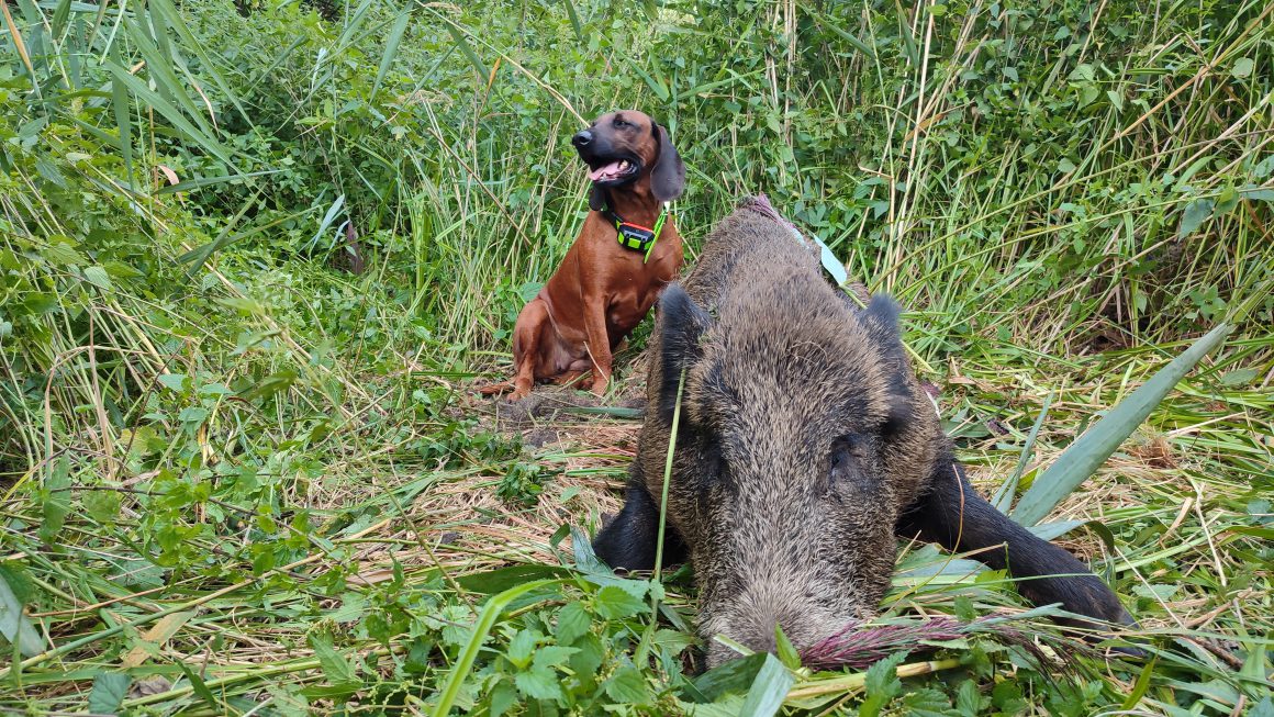PROGRAM ZJAZDU CZŁONKÓW  KLUBU POSOKOWCÓW PZŁ 2026r.